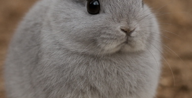 Conejo Toy Gris