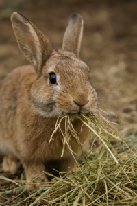 conejo-comiendo-heno