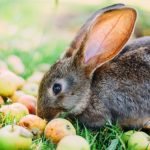 Frutas para conejos