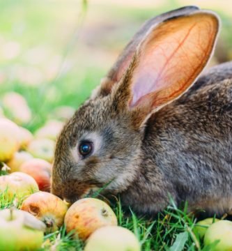 Frutas para conejos