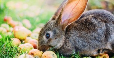 Frutas para conejos