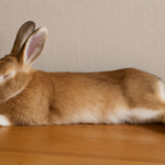 Conejo durmiendo