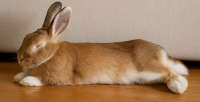 Conejo durmiendo