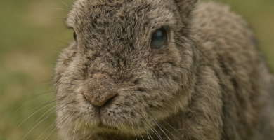 Cuanto vive un conejo
