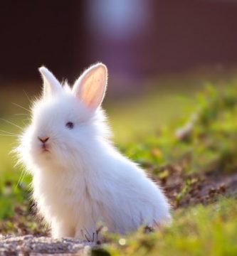 razas de conejos-conejo toy