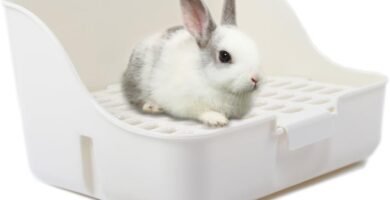esquinero para conejos