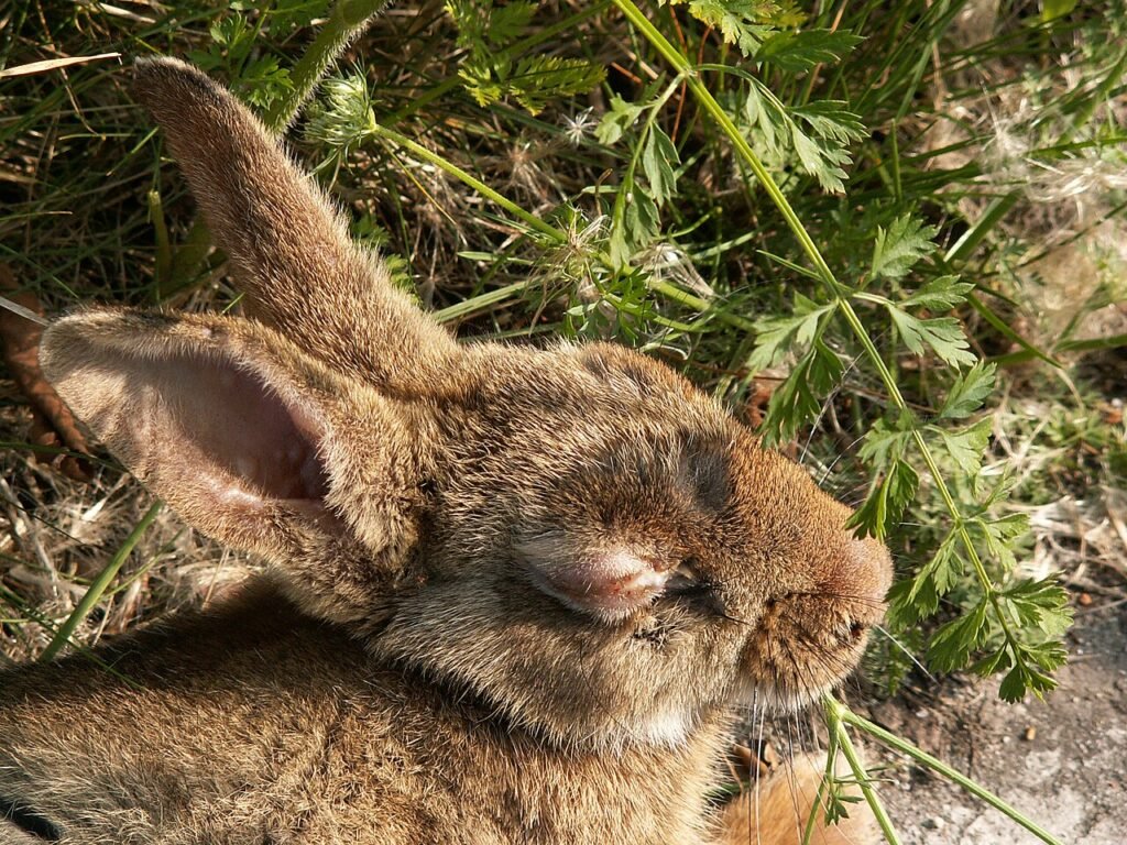 mixomatosis en conejos