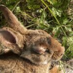 mixomatosis en conejos